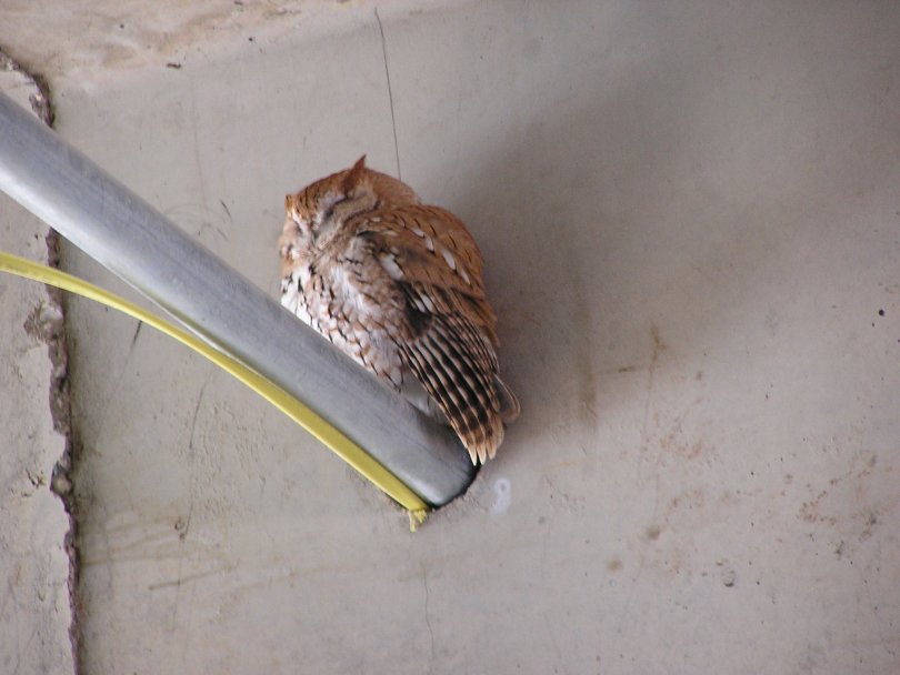 owl